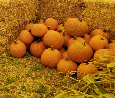 Pumpkins in front of bales